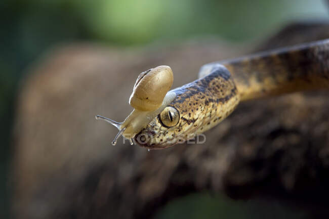 Serpente divoratore di lumache con una lumaca in testa, Indonesia — Foto stock