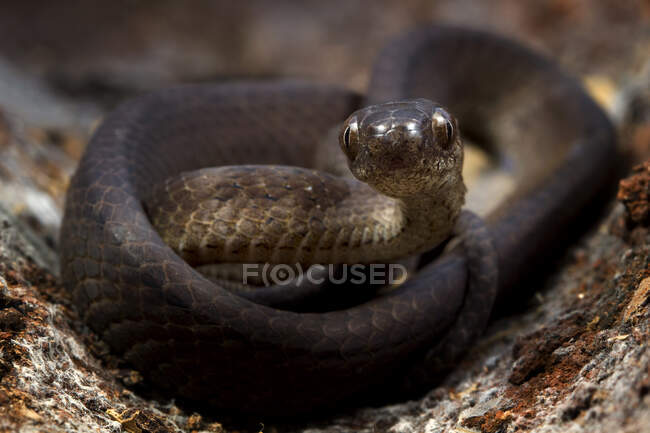 Primo piano di un serpente chiavato a spirale, Indonesia — Foto stock
