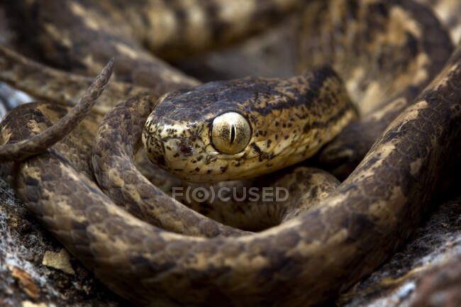 Close-up de uma coiled Keeled Slug Snake, Indonésia — Fotografia de Stock