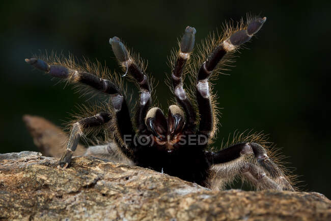 Ceratogyrus darlingi tarantula rearing up, Indonesia — Stock Photo
