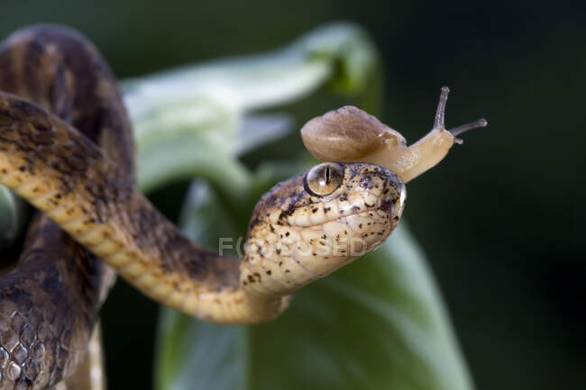 Serpente devoradora de lesmas com um caracol na cabeça, Indonésia — Fotografia de Stock