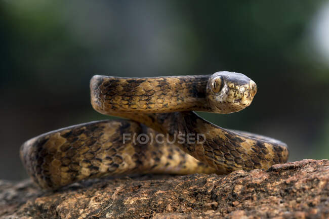 Close-up de uma coiled Keeled Slug Snake, Indonésia — Fotografia de Stock