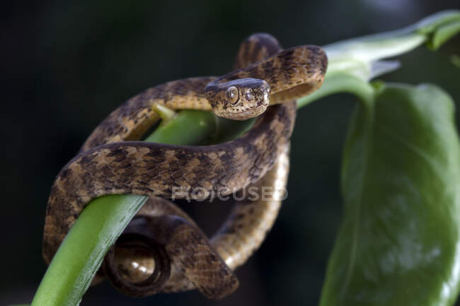 Primo piano di un serpente chiglia arrotolata su una pianta, Indonesia — Foto stock