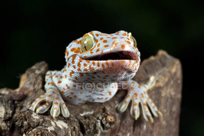 Close-up of a Tokek on a branch, Indonesia — Stock Photo