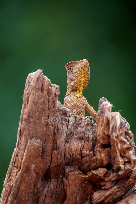 Boyd's Forest dragon on tree branch, Indonesia — Stock Photo