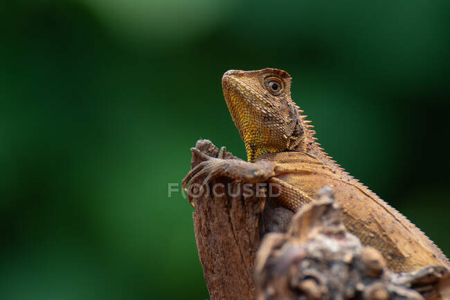 Boyd's Forest dragon on tree branch, Indonesia — Stock Photo