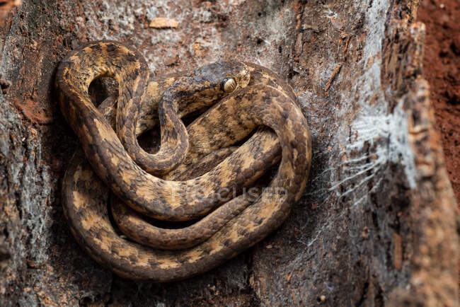 Serpente lumaca chiglia nascosto nella corteccia dell'albero, Indonesia — Foto stock