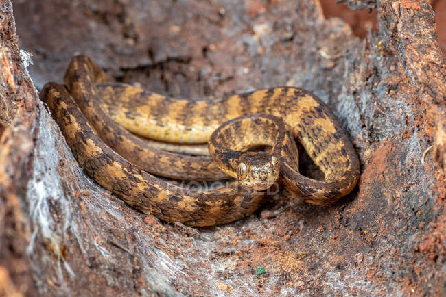 Serpente de lesma afiada escondida na casca da árvore, Indonésia — Fotografia de Stock