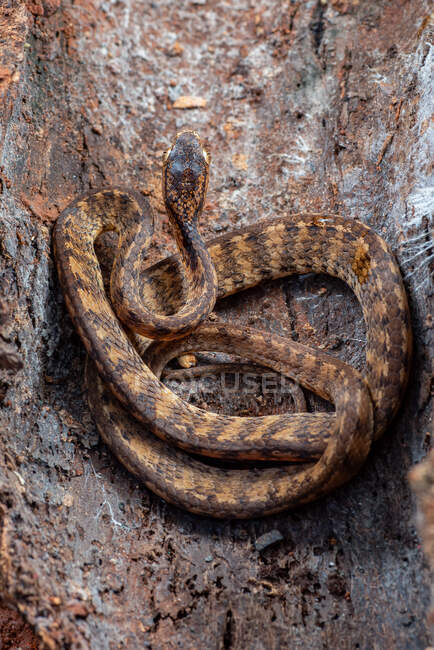 Keeled slug snake hiding in the bark of tree, Indonesia — Stock Photo