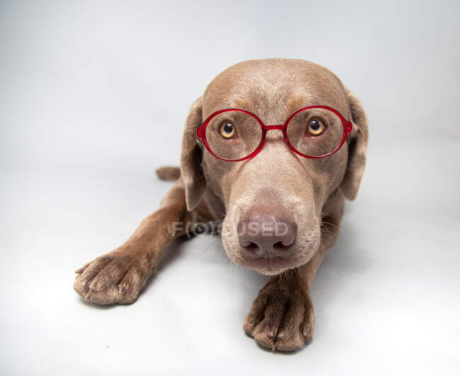 Portrait of labrador retriever wearing spectacles — Stock Photo