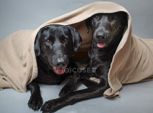 Dos labradores escondidos debajo de una manta - foto de stock