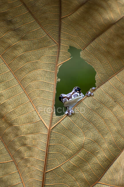 Amazon Rana lechera mirando a través de un agujero en una hoja, Indonesia - foto de stock