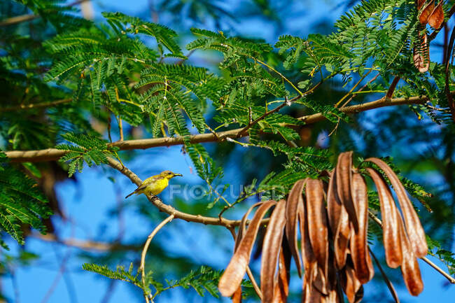 Vogel hockt in einem Baum, Sumbawa, Indonesien — Stockfoto