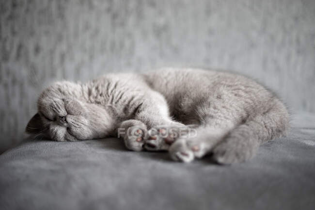 Retrato de un gatito azul británico de taquigrafía acostado sobre una alfombra - foto de stock