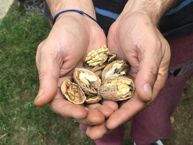 Close-up of a man holding a handful of walnuts — Stock Photo