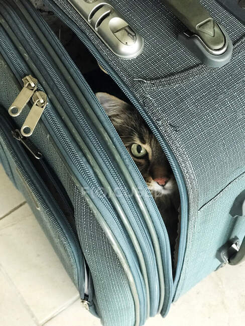 Primer plano de un gato escondido en una maleta - foto de stock