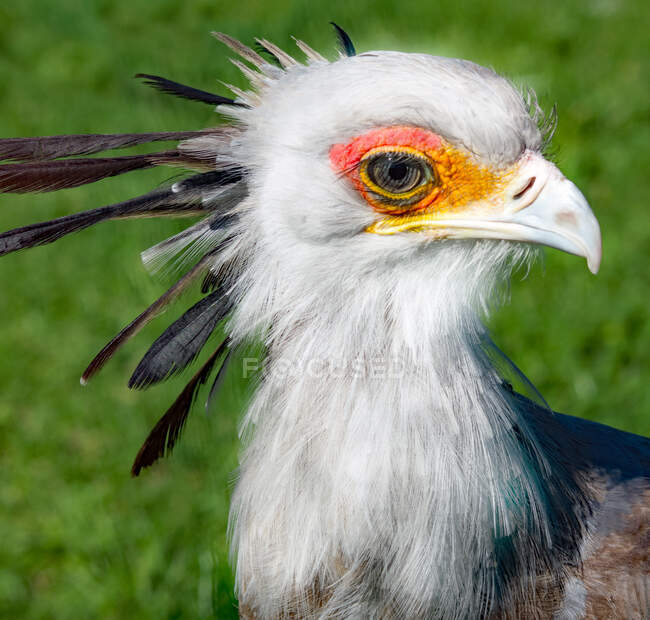 Nahaufnahme Porträt eines Sekretärs Vogel, Südafrika — Stockfoto
