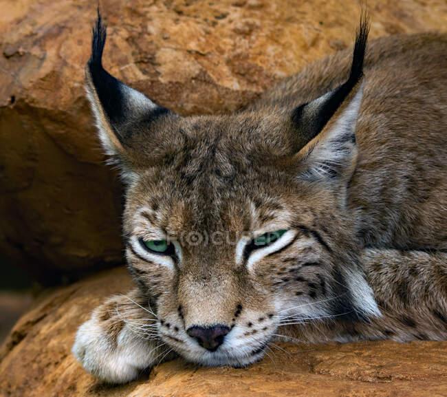 Portrait of a tired lynx lying on rocks, South Africa — Stock Photo