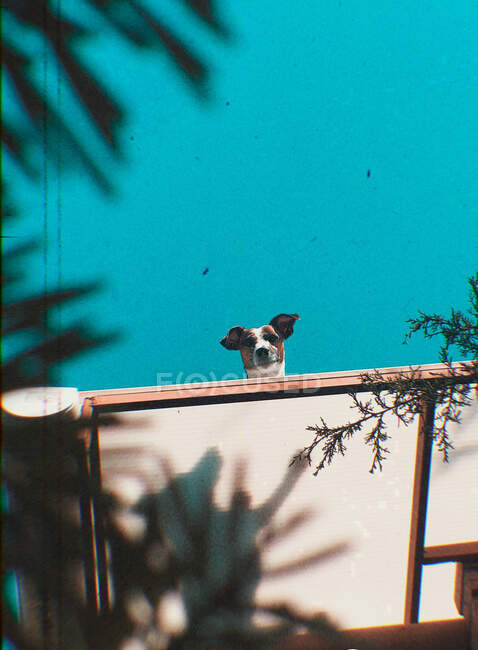 Портрет собаки, смотрящей через забор — стоковое фото