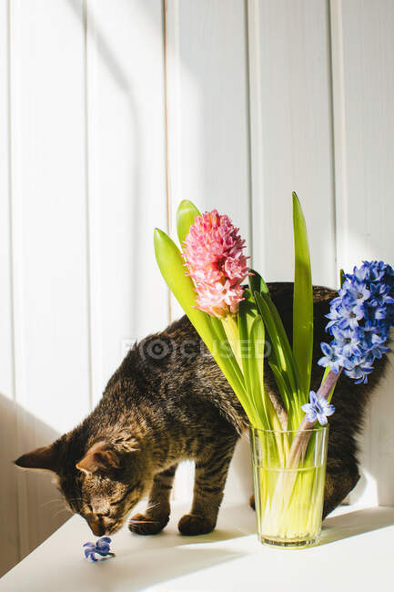 Gato oliendo una flor en una mesa junto a un jarrón de flores - foto de stock