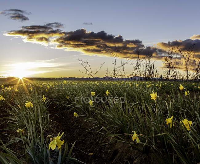 Daffodils crescendo em um campo no por do sol, Península de Saanich, Ilha de Vancouver, Colúmbia Britânica, Canadá — Fotografia de Stock