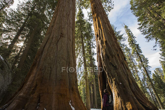 Mulher olhando para uma árvore de sequoia, Sequoia National Park, Califórnia, EUA — Fotografia de Stock
