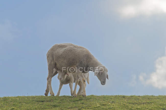 Ovelhas com seu cordeiro, Frísia Oriental, Baixa Saxônia, Alemanha — Fotografia de Stock