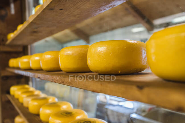 Filas de queso holandés en estantes de madera, Países Bajos - foto de stock