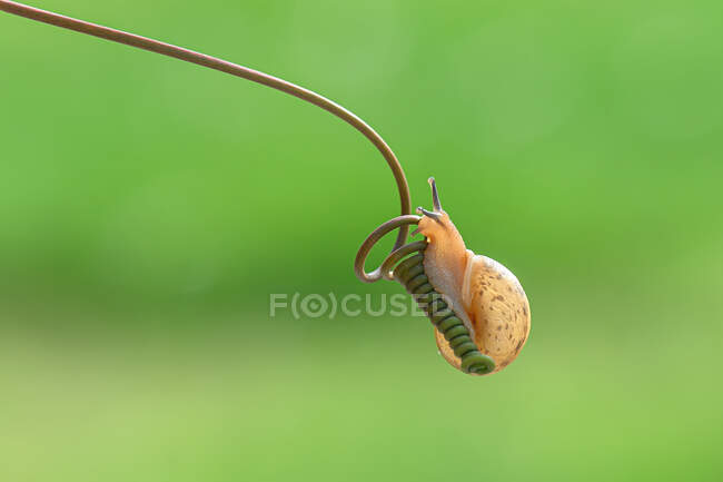 Lumaca in miniatura su una pianta, Indonesia — Foto stock