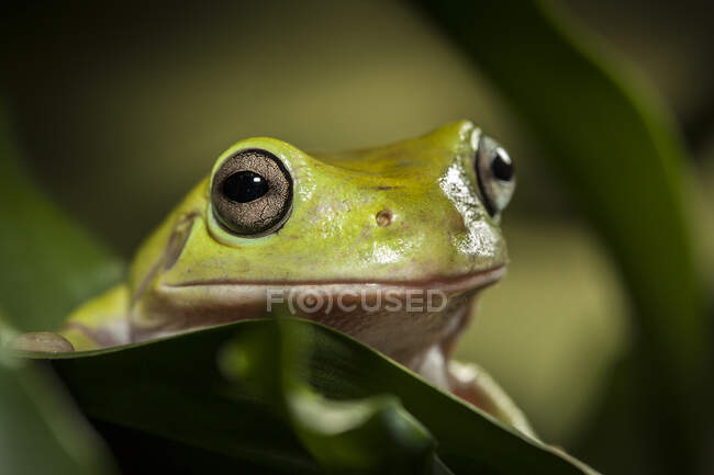 Nahaufnahme Porträt eines Frosches, Indonesien — Stockfoto