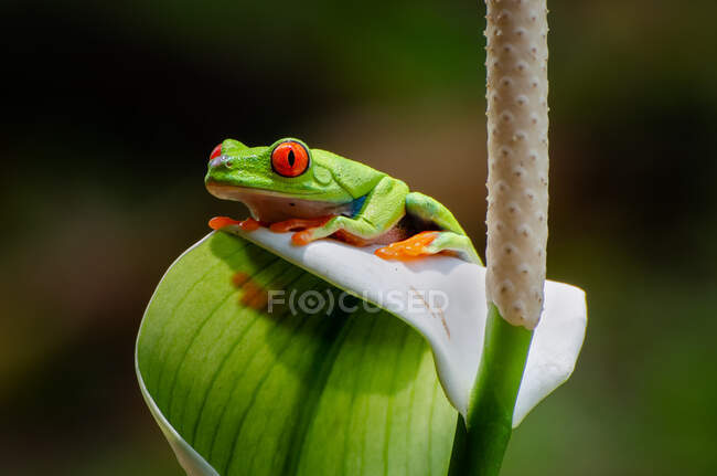 Red-eyed tree frog on a flower, Indonesia — Stock Photo