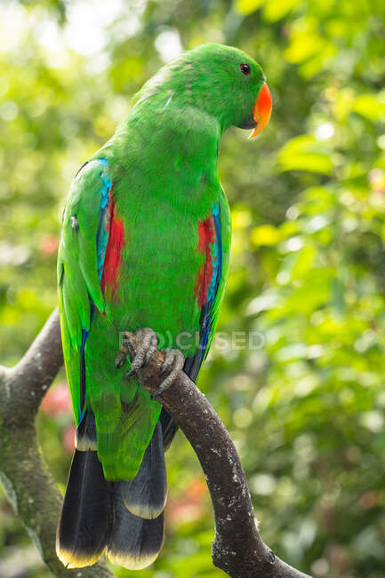 Ritratto di uccello Bayan su un ramo, Indonesia — Foto stock