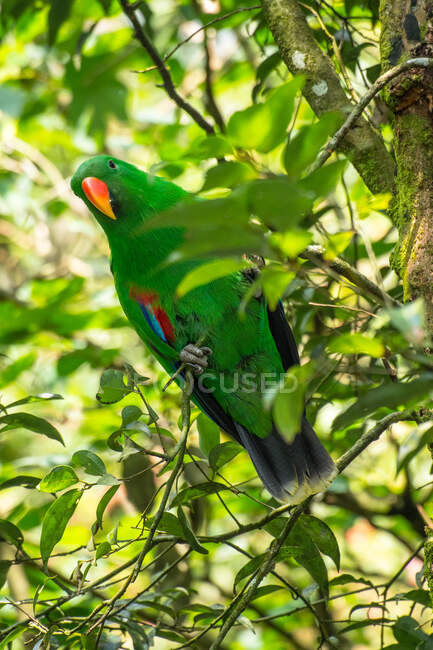 Retrato de um pássaro Bayan em um ramo, Indonésia — Fotografia de Stock