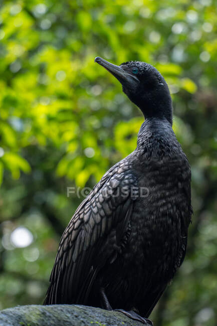 Ritratto di cormorano su roccia, Indonesia — Foto stock