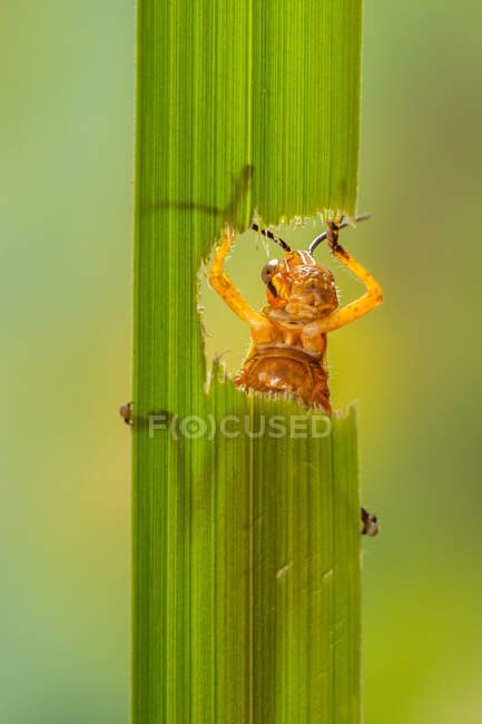 Grasshopper eating a leaf, Indonesia — Stock Photo