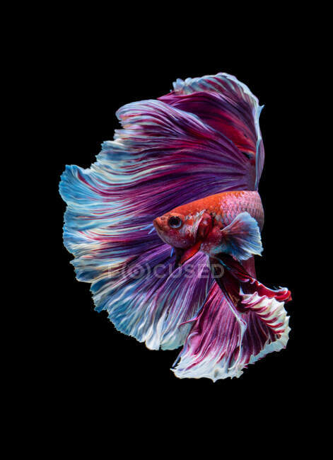 Bellissimo pesce viola Betta nuotare in acquario su sfondo scuro, vista da vicino — Foto stock
