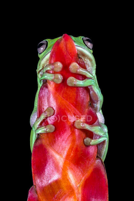 Close-up of a dumpy tree frog on a flower bud, Indonesia — Stock Photo