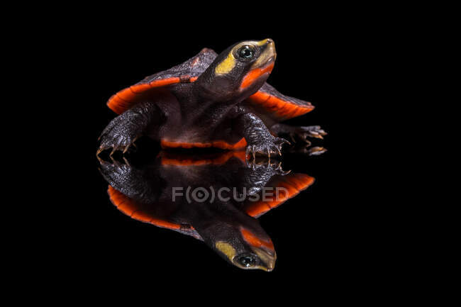 Riflessione di una tartaruga dal ventre rosso, Indonesia — Foto stock