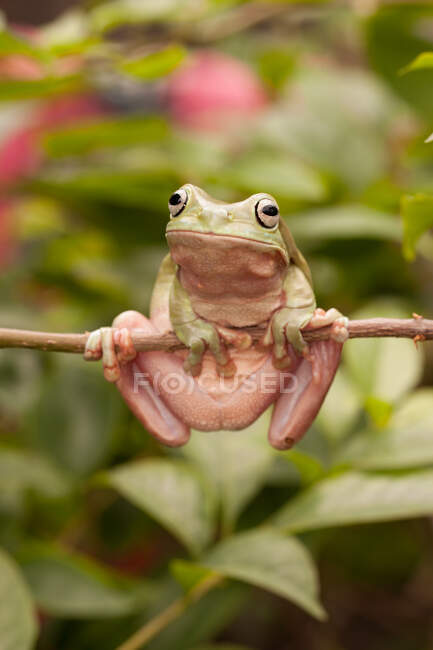 Dumpy tree frog on a branch, Indonesia — Stock Photo