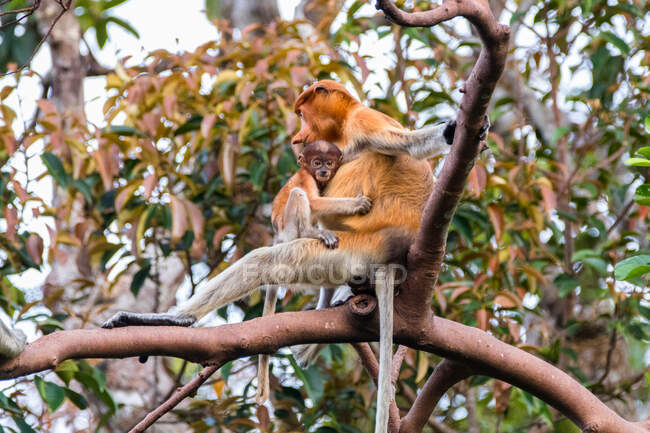 Macaco probóscide fêmea e seu bebê em uma árvore, Indonésia — Fotografia de Stock