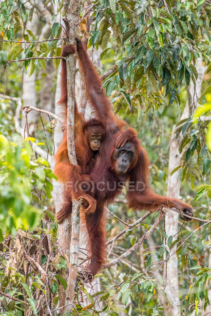 Female orangutan in a tree with her infant, Indonesia — Stock Photo