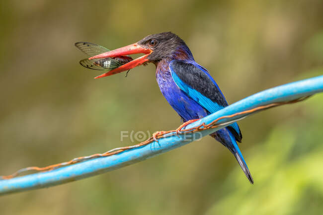 Javan Kingfisher con presa en un cable, Indonesia - foto de stock