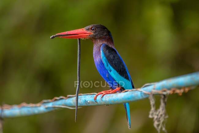 Javan Kingfisher with prey on cable, Indonesia — Stock Photo