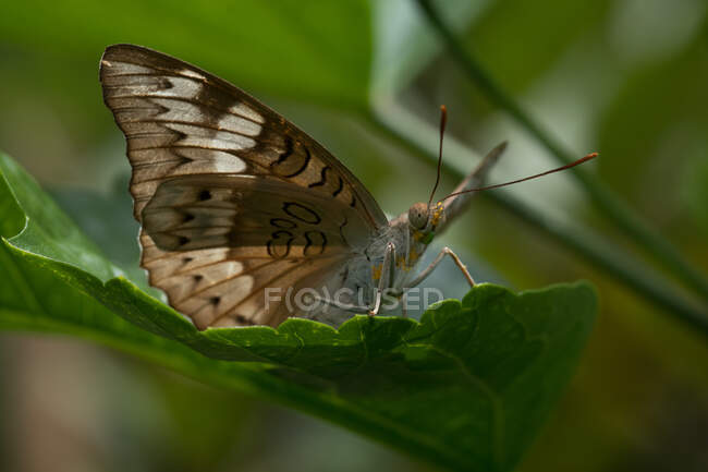 Mariposa en una hoja, Indonesia - foto de stock
