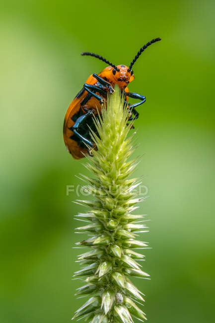 Ladybug on a flower, Indonesia — Stock Photo
