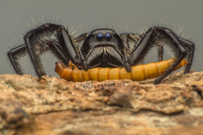 Крупный план прыгающего паука со своей добычей, Индонезия — стоковое фото