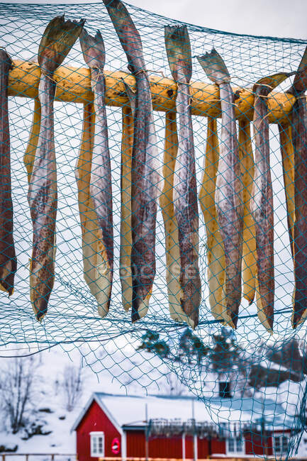 Pesce appeso su scaffali di legno, Nusfjord, Flakstadoya, Flakstad, Lofoten, Nordland, Norvegia — Foto stock
