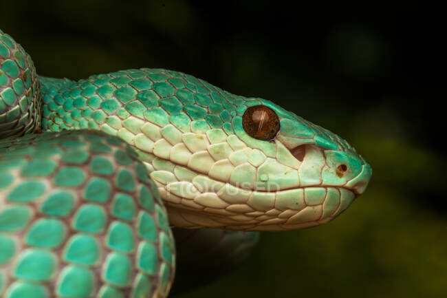 Close-up retrato de uma cobra víbora pit verde, Indonésia — Fotografia de Stock