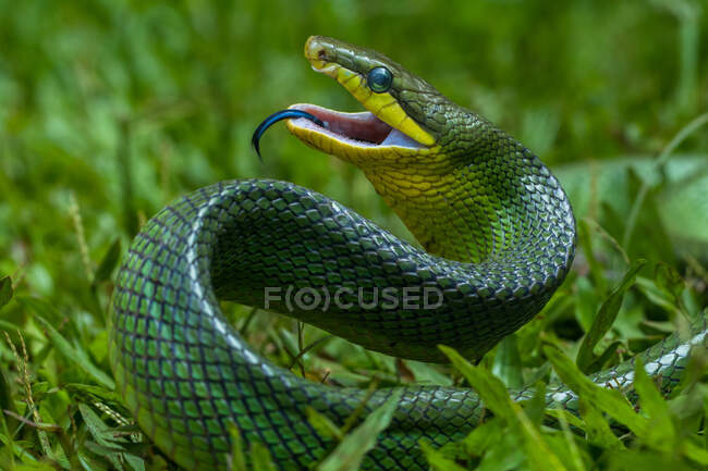 Serpent gonyosomique enroulé prêt à frapper, Indonésie — Photo de stock