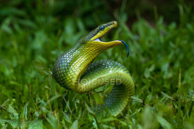 Coiled gonyosoma snake ready to strike, Indonesia — Stock Photo